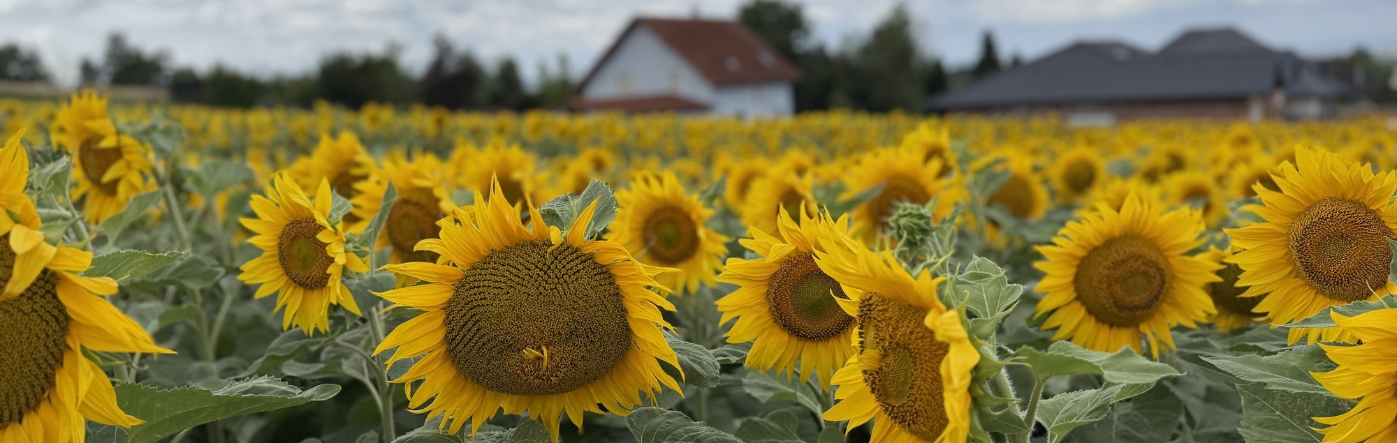 Sonnenblumenfeld