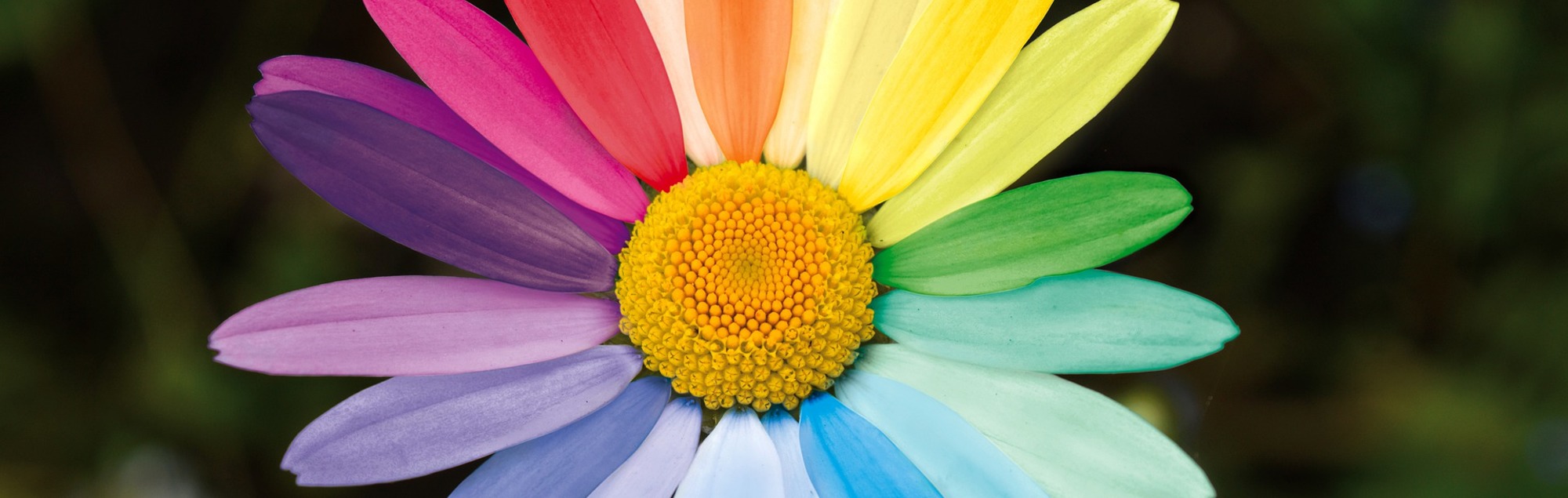 Bunte Gänseblümchen