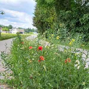 Blumen auf dem Weg