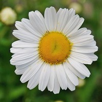 Gänseblümchen