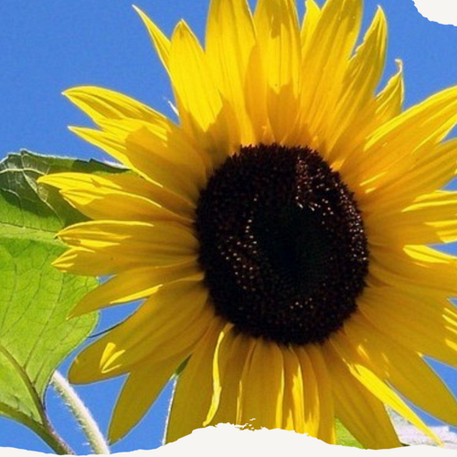Sonnenblume